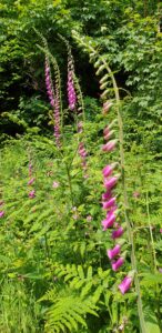 Foxgloves in bloom, Carmarthenshire