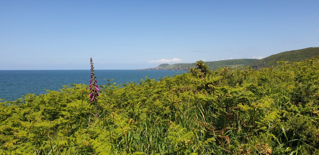 Coast path Aberporth, Ceredigion