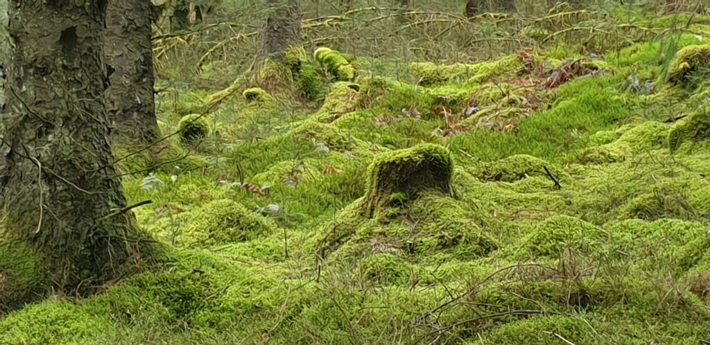 Forest in the Cambrian Mountains, Ceredigion
