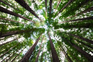 self-hypnosis for better decision making image 3